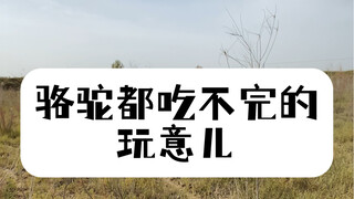 再不会有人说骆驼没有味觉了吧？