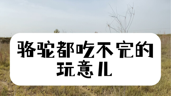 再不会有人说骆驼没有味觉了吧？