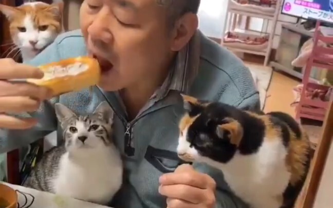 Cuộc sống hưu trí của người nuôi mèo