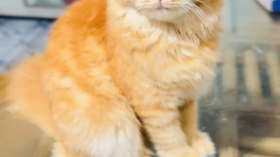 #Too cute to keep scrolling 😻🐾 #cat #cute #kitten #shorts #viralshorts #kitty 💖✨