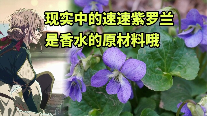 Vì dịch giả yêu nhau nên Violet thành "tím"