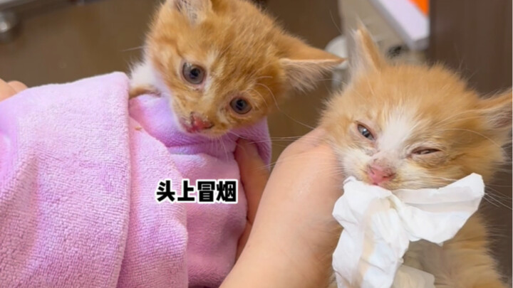 It’s just a little fierce cat! It’s just a clown cat! Tame it!