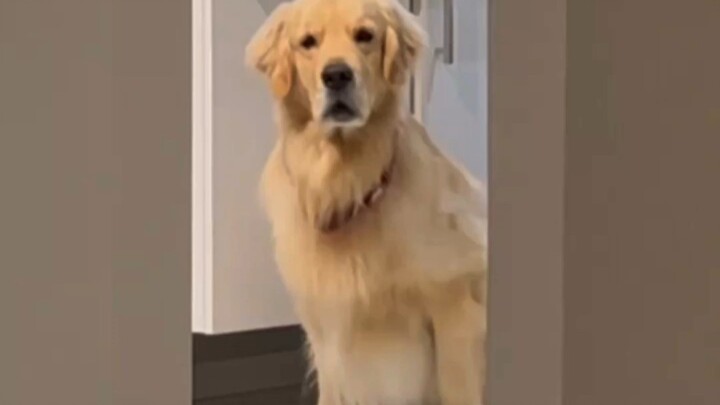 Anjing Penenang: Wajahmu benar-benar besar!