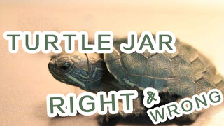 [Animals]Recommended turtle tank for beginners