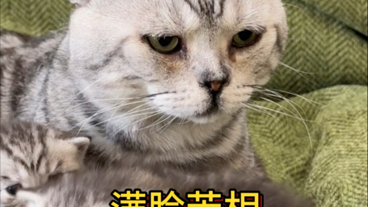 แม้แต่แมวและเด็กก็ดูน่าสงสาร