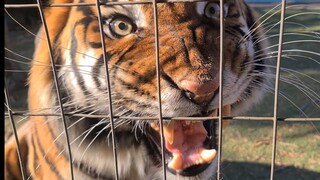 Tiger gets it in via chicken !