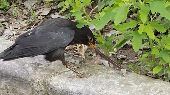 Blackbird tug-of-war: the earthworm, exhausted, is eaten.