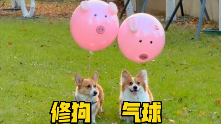 Jangan kasih balon ke anak anjing—mereka bisa benar-benar ketagihan!