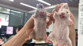 อาการป่วยกะทันหัน