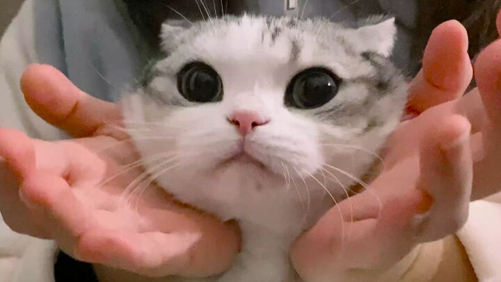 Babi cerdas di telapak tangan pemiliknya