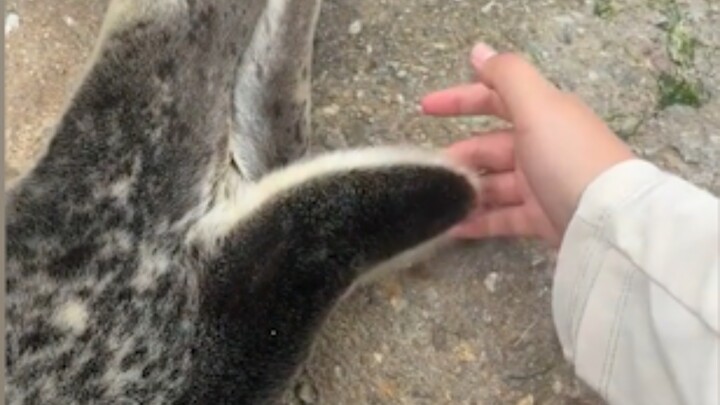 Don't touch the seal's tail