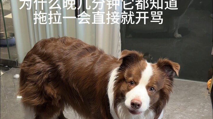 แท้จริงแล้ว น้องหมาใช้อะไรในการบอกเวลากันนะ?