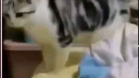 Humorous Kitten