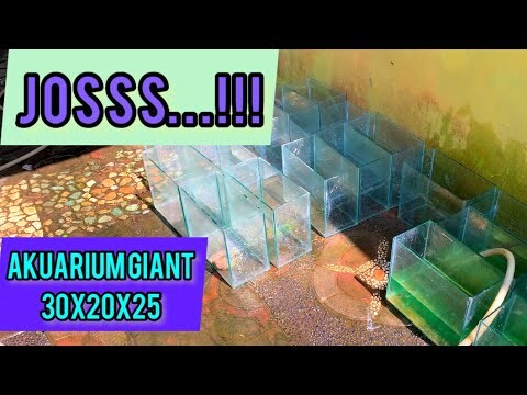MINDAHIN AKUARIUM GIANT