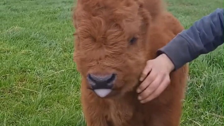 This 10-day-old calf enjoys being petted by humans and is so comfortable that it sticks out its tong