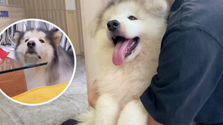 Akan Ada Sekumpulan Anjing Malamute Alaska