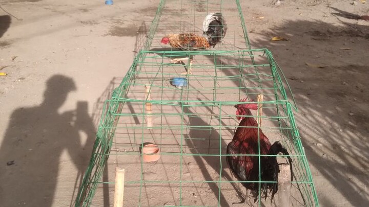 SPARRING BOSTON VS GIKMOR DOME