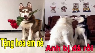 Dương KC | Husky Ngáo bị bạn gái đá | Thú Cưng TV