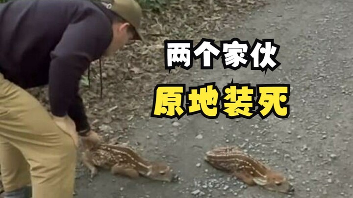 Siapa yang paling jago berpura-pura mati di antara hewan-hewan!