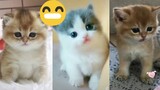Kucing Paling Lucu Dan Gemas | Funny Cute Cat And Kitten