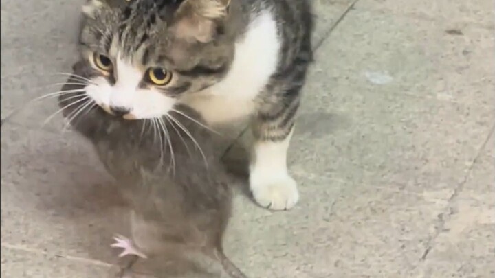 Purebred mouser cats like this are now very rare.