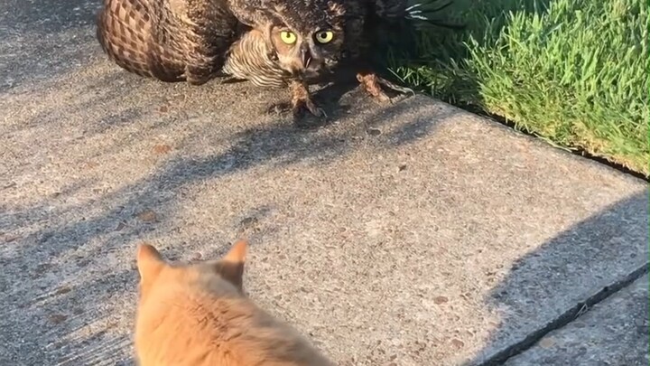 A showdown between two cat-like species