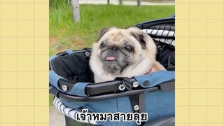 เพื่อนตัวน้อยแสนซน : เจ้าหมาสายลุย
