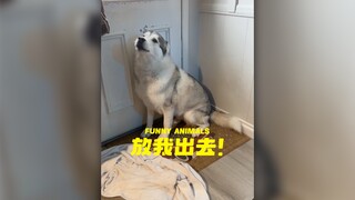 不爱雪的哈士奇不是正常的哈士奇