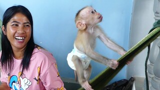 Most Funny! Adorable baby monkey Maki very happily play with mom and grandpa Maki Make faces Comedy