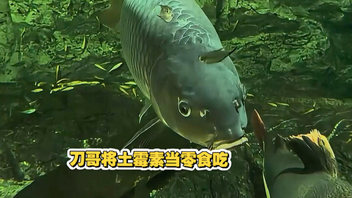 Cá chép sọc đã chính thức bước vào thời kỳ đỉnh cao! Nhiệt độ lên tới 32°C không những không hại đượ