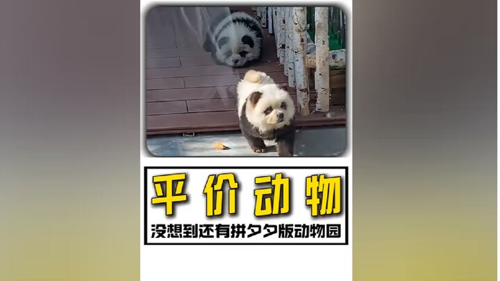 Who would’ve thought even the animals at the zoo have their own Pinduoduo-style versions!