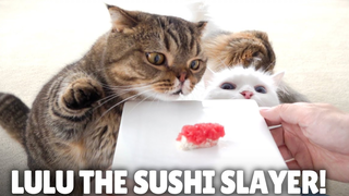 [Kittisaurus] LuLu đã ăn hết sạch sushi chỉ trong một lần cắn!