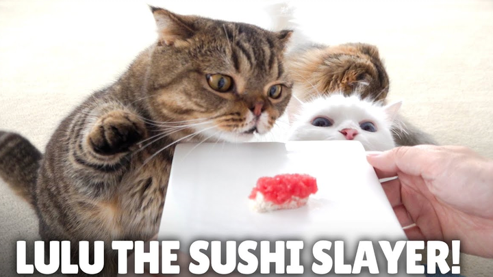Tuna sushi for my cats