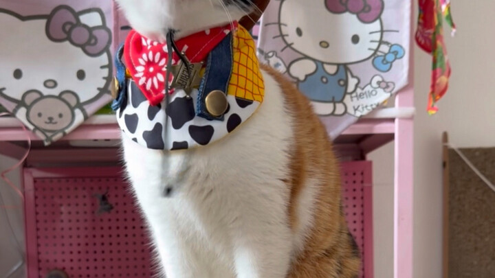 The big笨 cat is still more talented in sports.