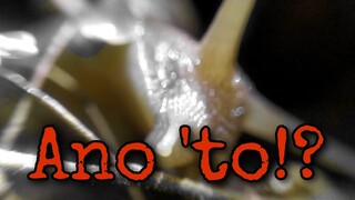 Ating alamin: Garden Snail