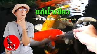 แก้น้ำเขียวบ่อปลาคาร์ฟ น้ำใสแบบยั่งยืน  l คุณพ่อคราฟ EP.19