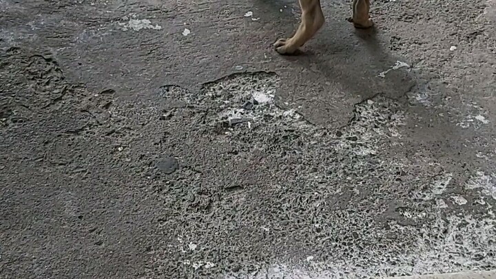 một chú chó kawaii ❤