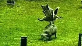 如果没有摄像，根本不敢相信以下画面（第七期）