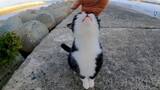 Animals|Cute Stray Cat
