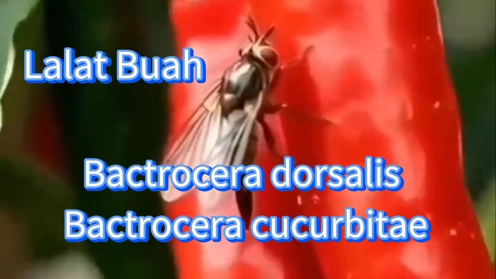 Lalat Buah ( Bactrocera dorsalis dan Bactrocera cucurbitae )