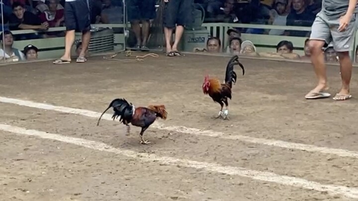 Roundhead Vs BrownRed, 110K PARADA LUCENAS VS TAYABAS #SABONG 2HITS CHAMPION