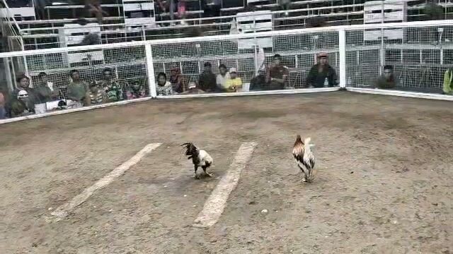 3rd fight White Choco JJHM GAMEFOWL FARM