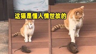 猫咪三次大方将老鼠让给男子，男子见后当场笑着拒绝：这猫是懂人情世故的！