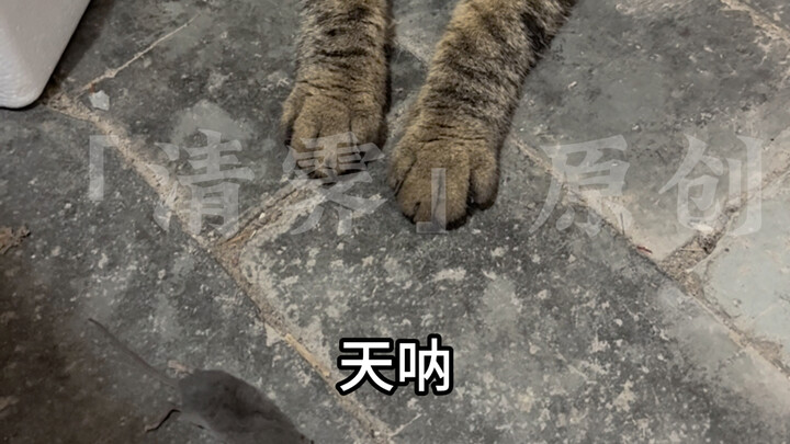 เจ้าแมวน่ารักอันดับหนึ่งแห่งวัดเต๋า หลังไลฟ์จบก็มานั่งรออยู่หน้าห้องส่งของขวัญให้ฉัน