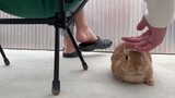 Bagaimana kelinci menyelamatkan tangannya ketika mendadak hilang