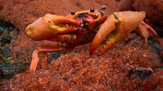 "A touch of red lipstick, yet no one dares to taste it; my cousin is better than Buddha Jumps Over t