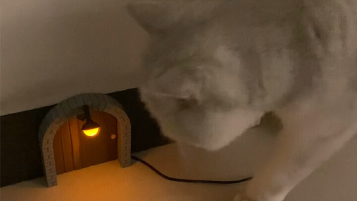 Coco kept watch at Jerry’s doorstep with the same little nightlight all night, just to wait for Jerr