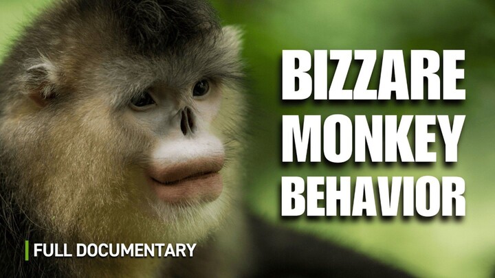 Inside Asia_s Wildest Jungles  Full Documentary (1080P_HD)