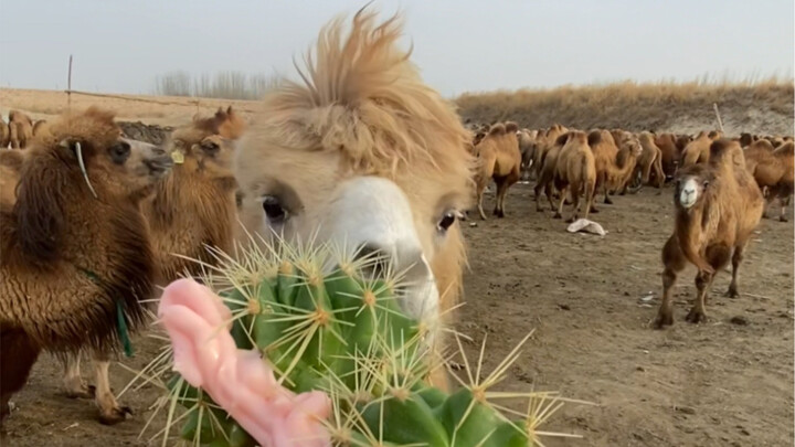 Down it in one gulp, afraid someone will snatch it away