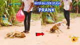 Water Balloon Splash Prank Dogs So Funny - New Prank New Technique!